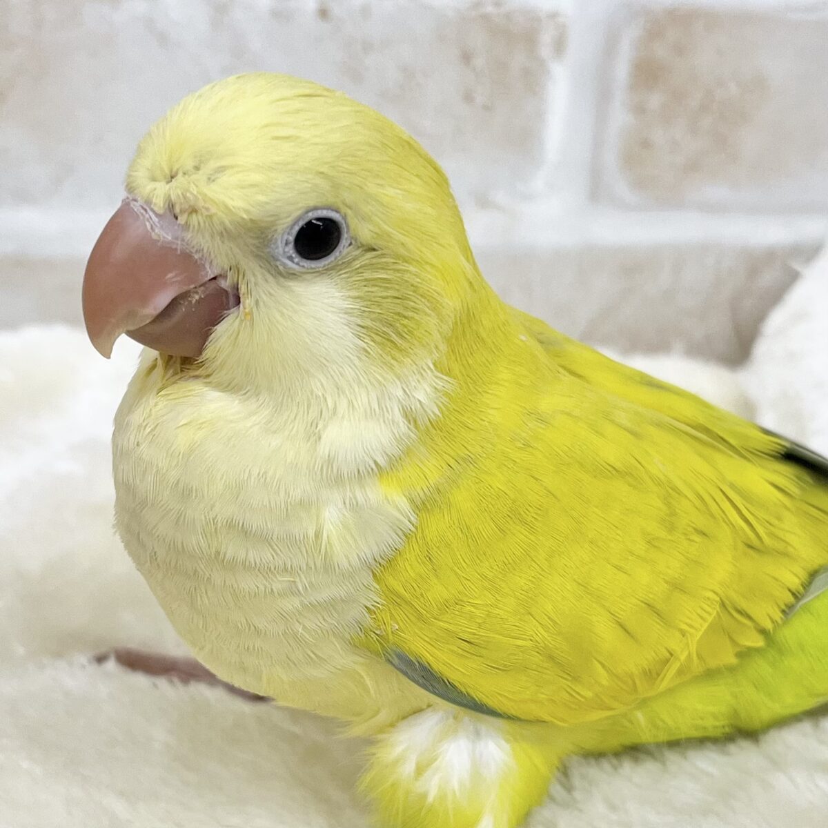 ステキレアカラー🍀💛✨ オキナインコ(パリドオパーリン) ステキレアカラー🍀💛✨ オキナインコ(パリドオパーリン)