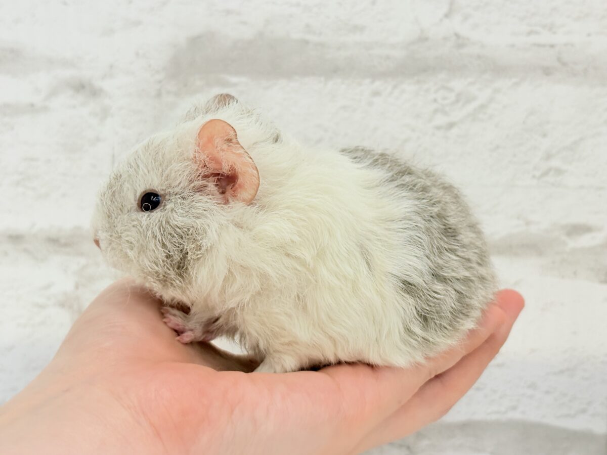 テディモルモット