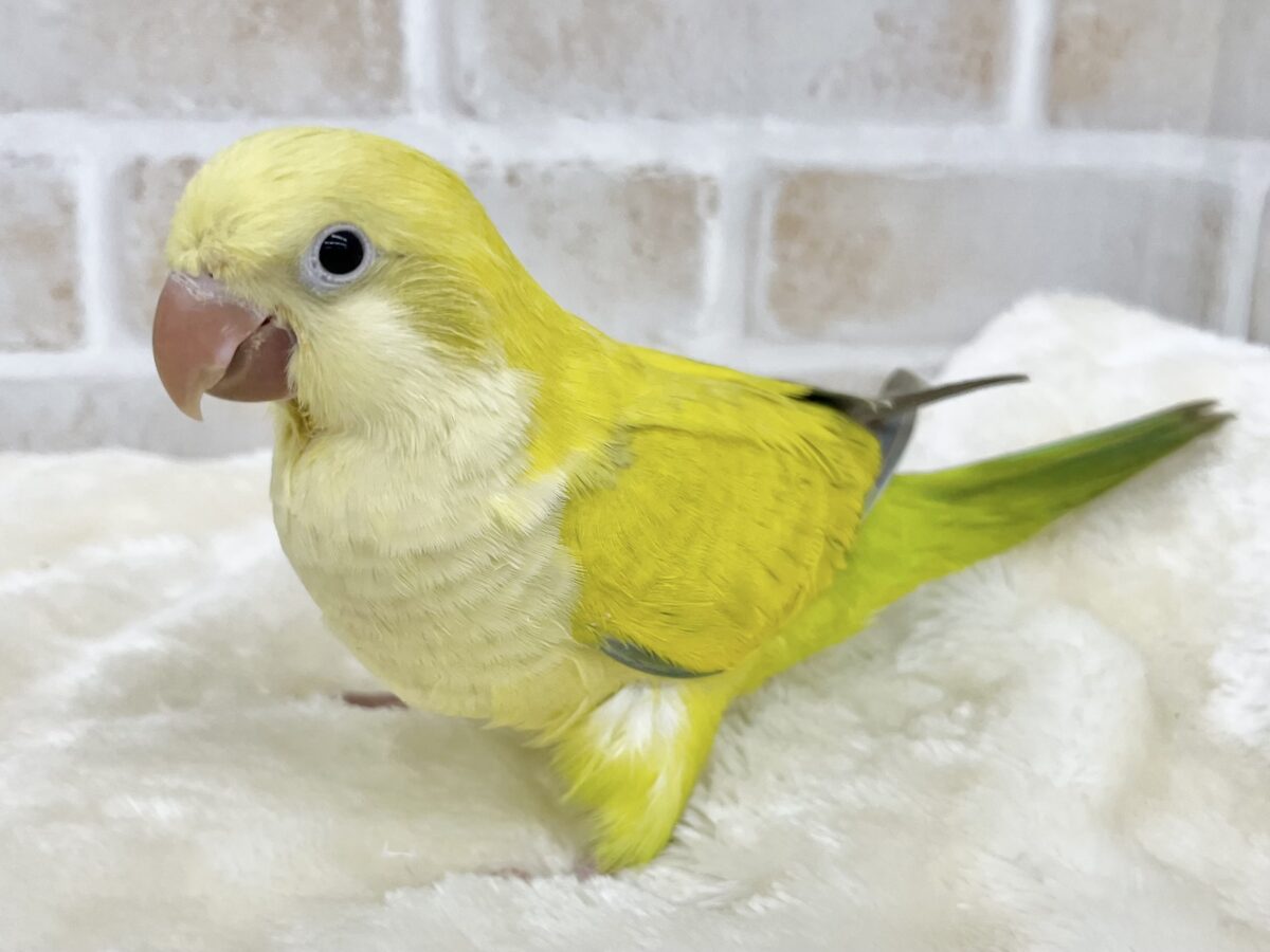オキナインコ