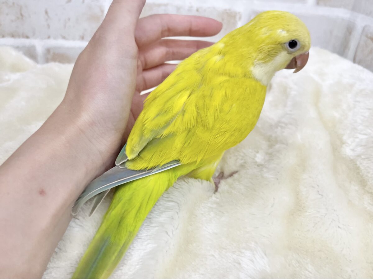 オキナインコ