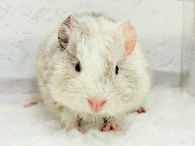 甘々ないちごショコラみたい🐹🍫🍓テディモルモット(女の子)