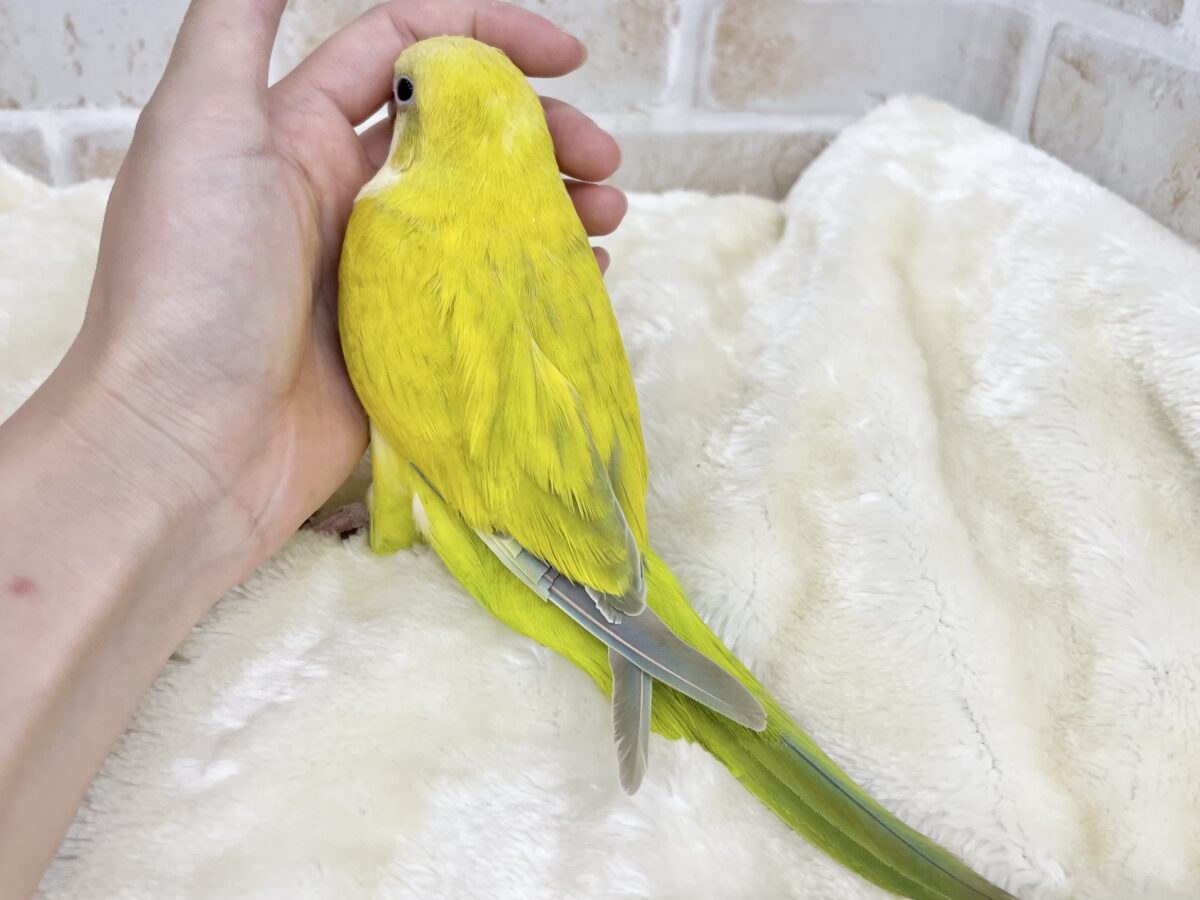 ステキレアカラー🍀💛✨ オキナインコ(パリドオパーリン) オキナインコ