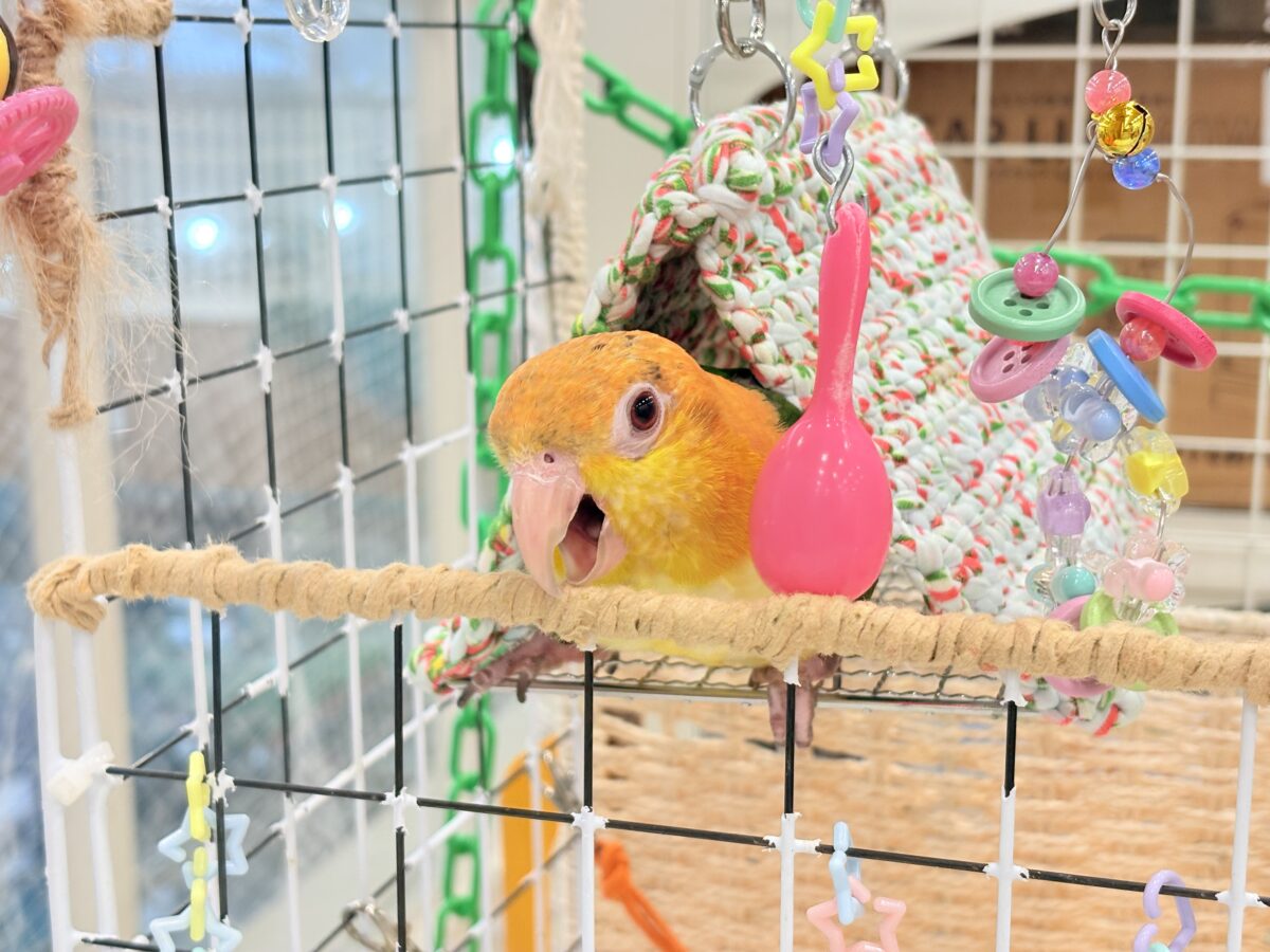 シロハラインコ