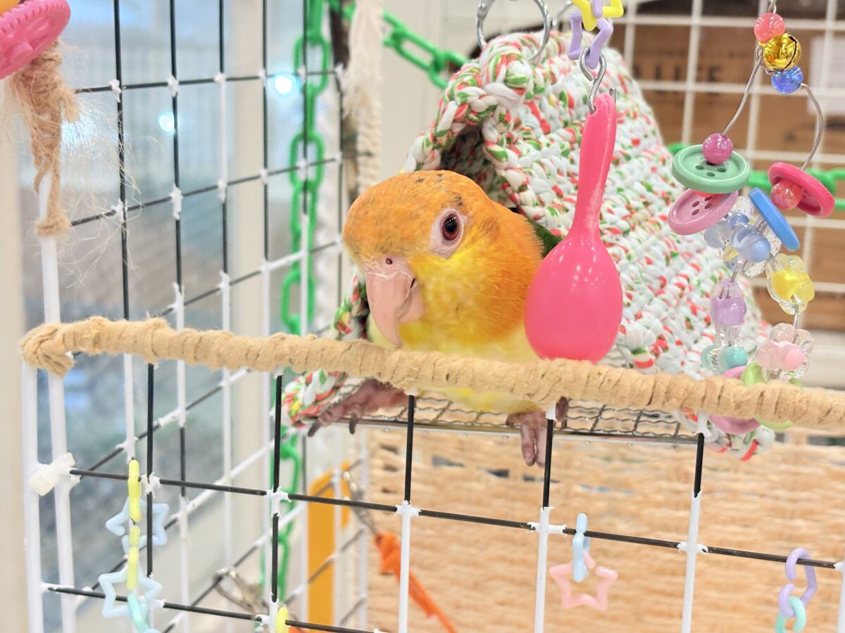 シロハラインコ