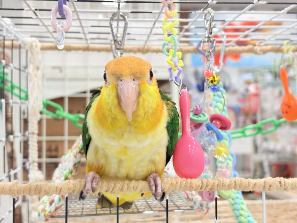 シロハラインコ