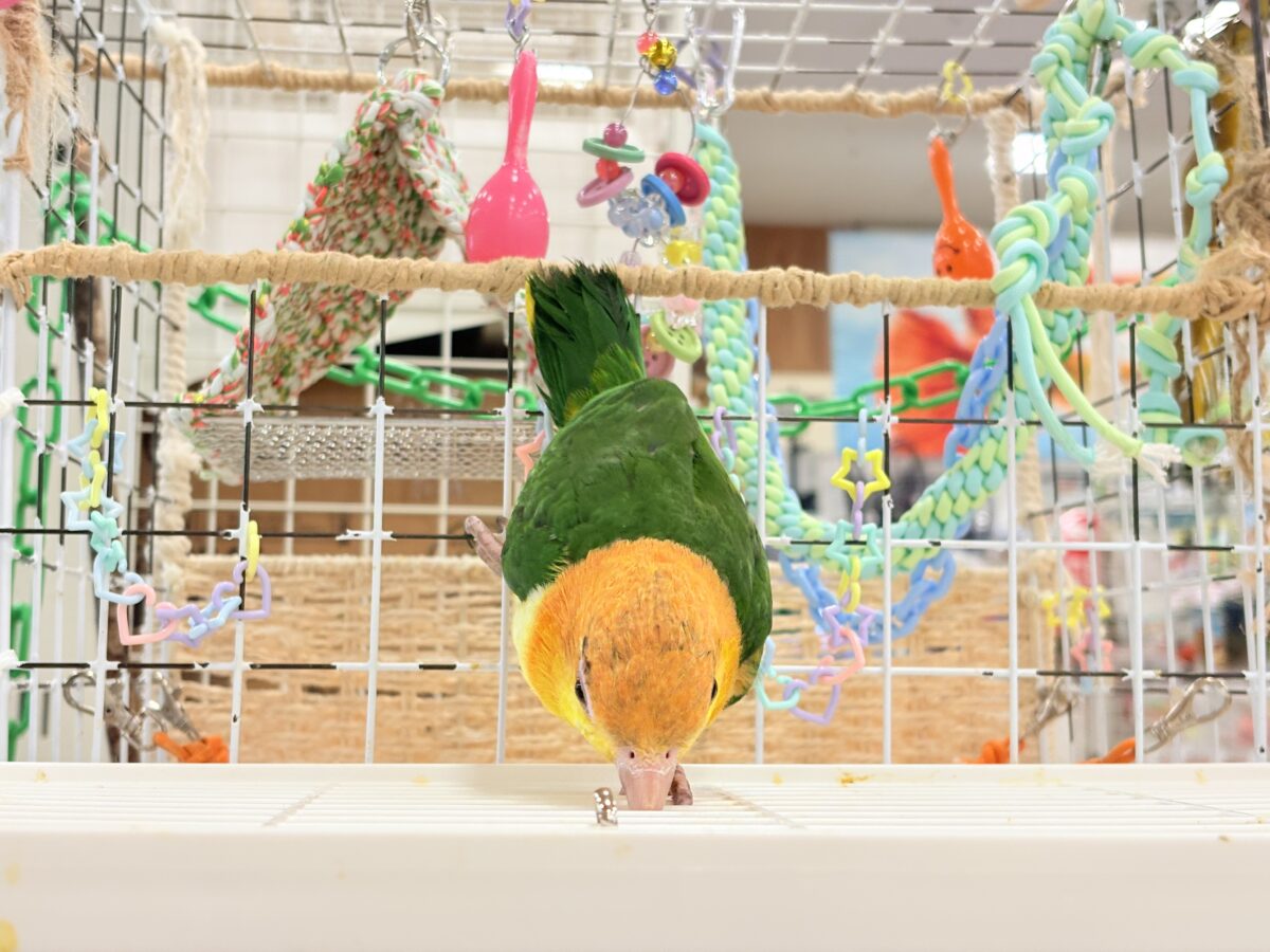 シロハラインコ