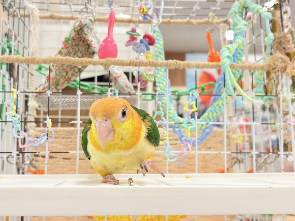 シロハラインコ