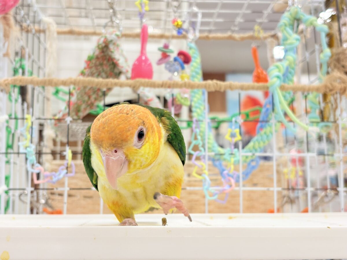 シロハラインコ