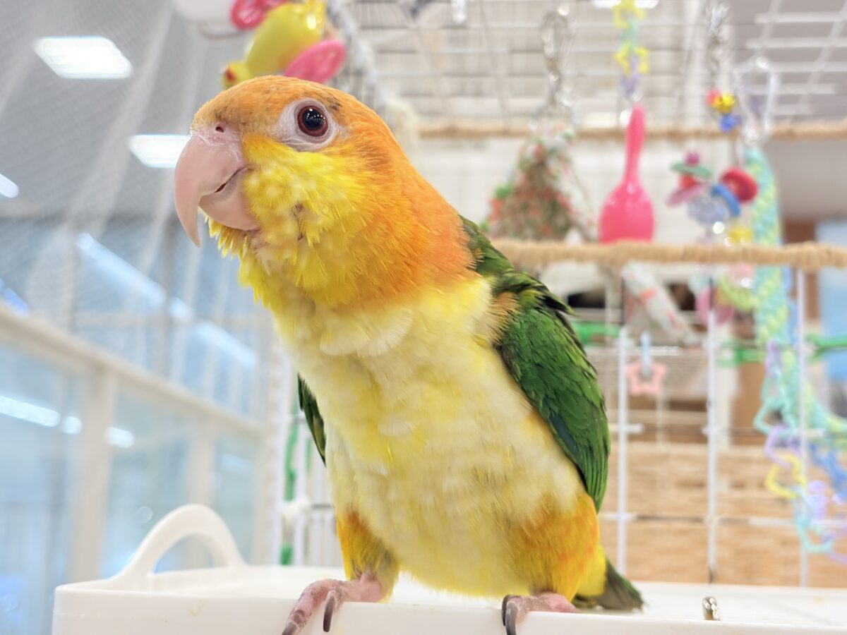 シロハラインコ