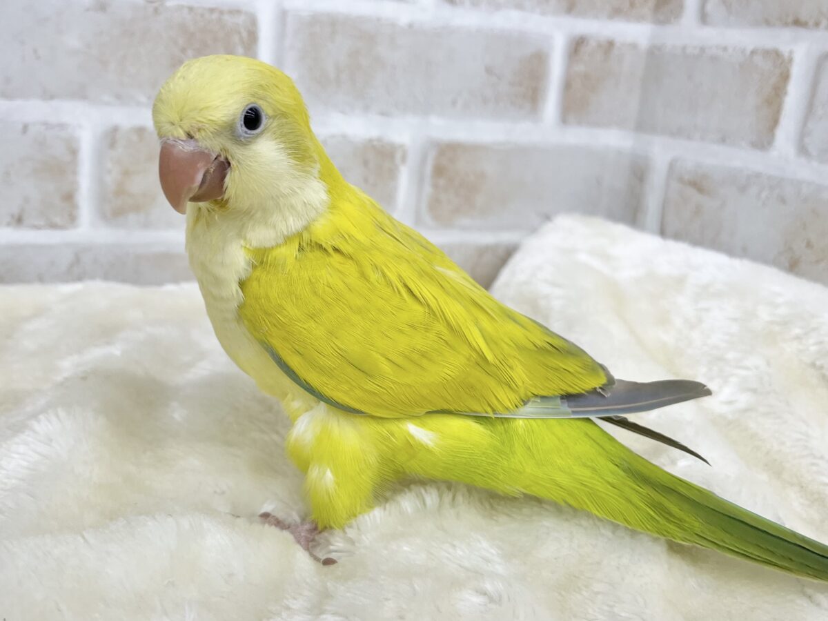 オキナインコ