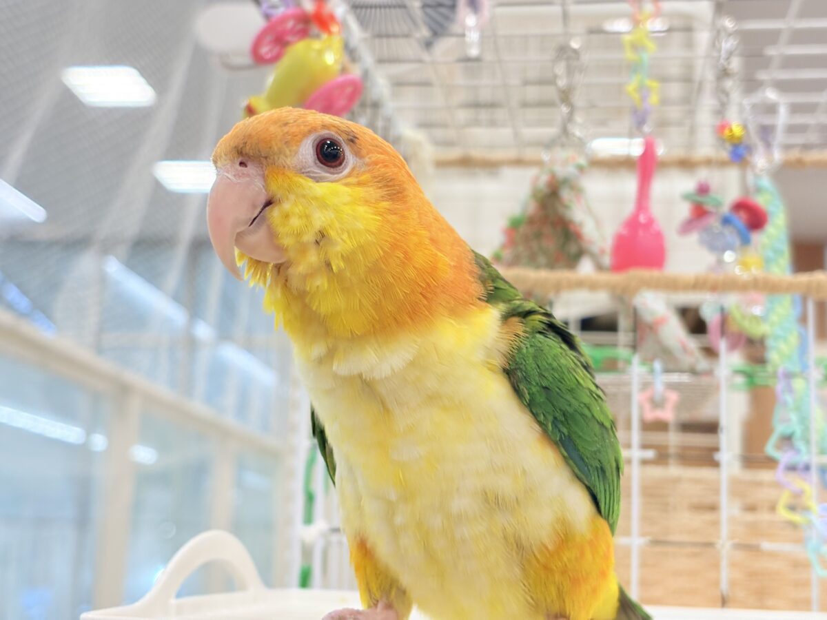 シロハラインコ
