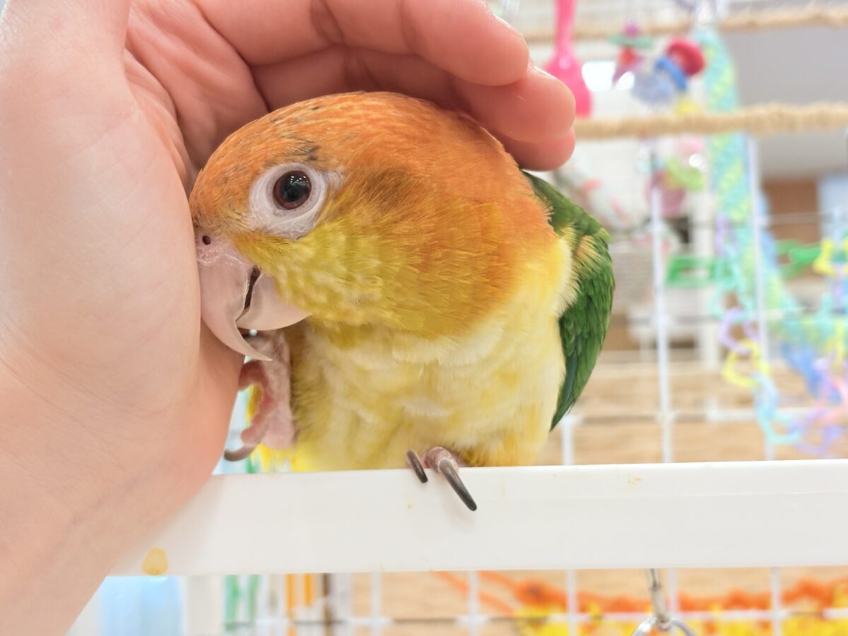 シロハラインコ