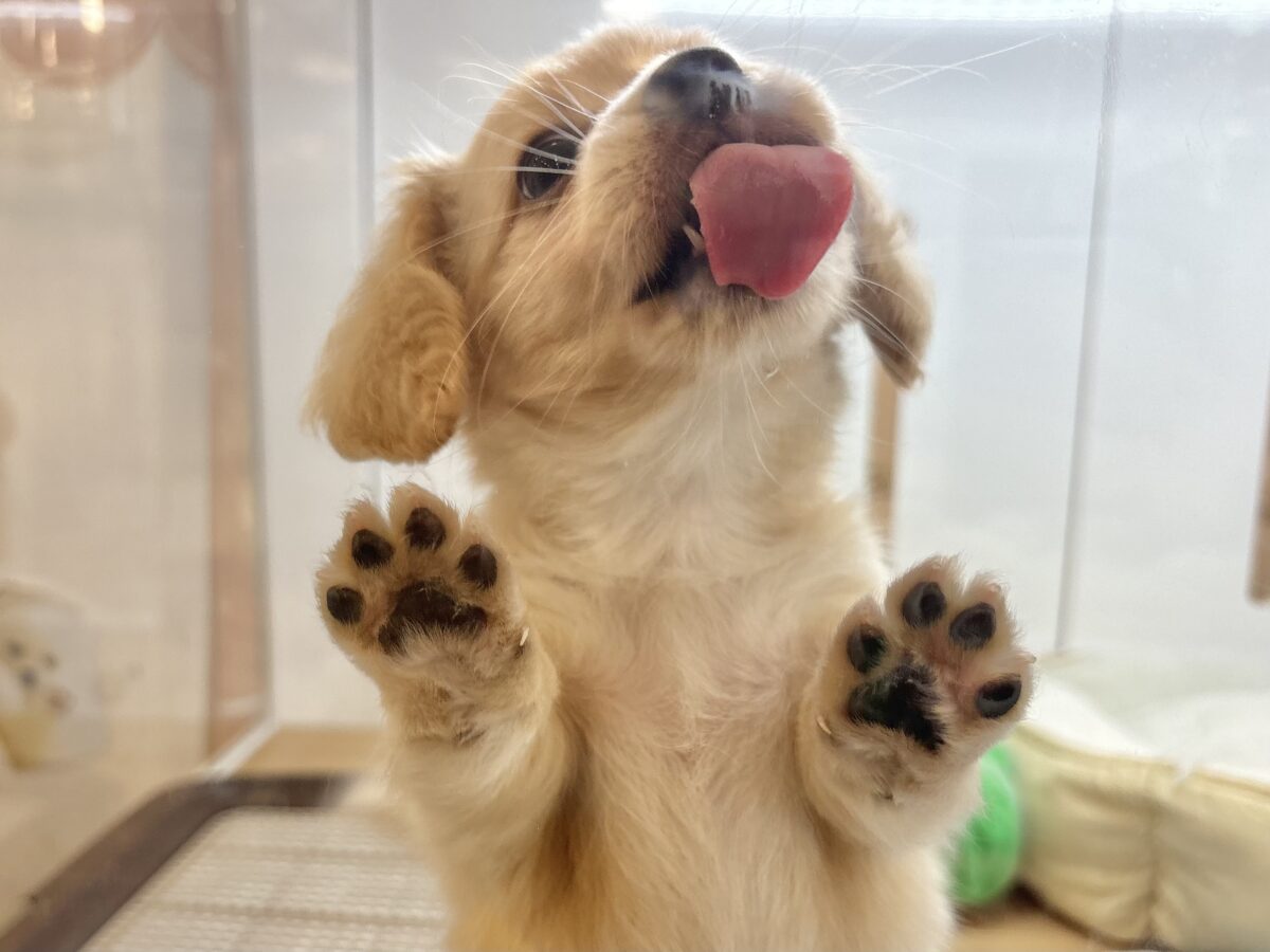 チワックス