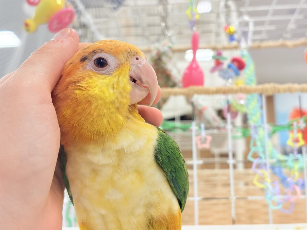 シロハラインコ