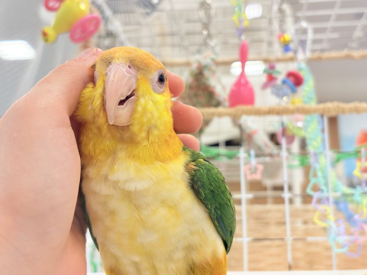 シロハラインコ