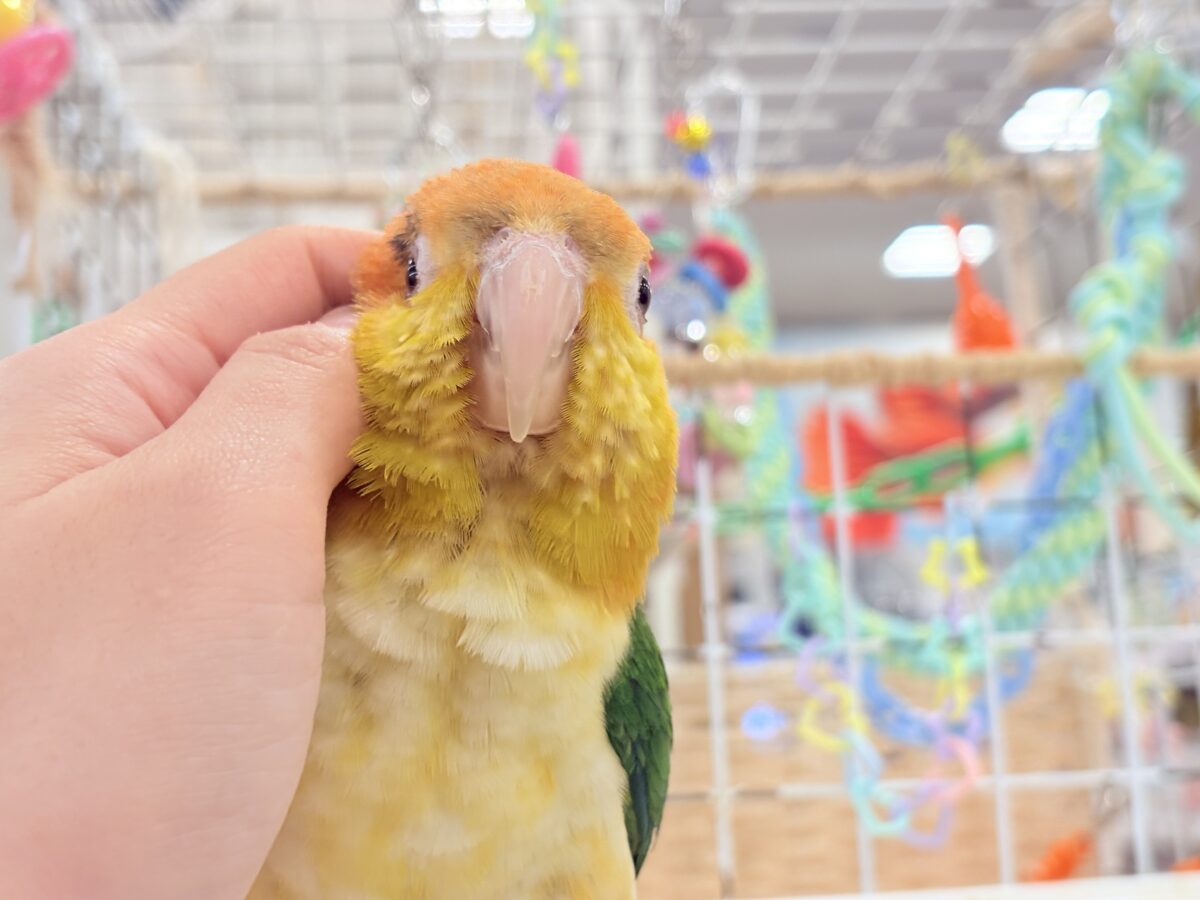 シロハラインコ