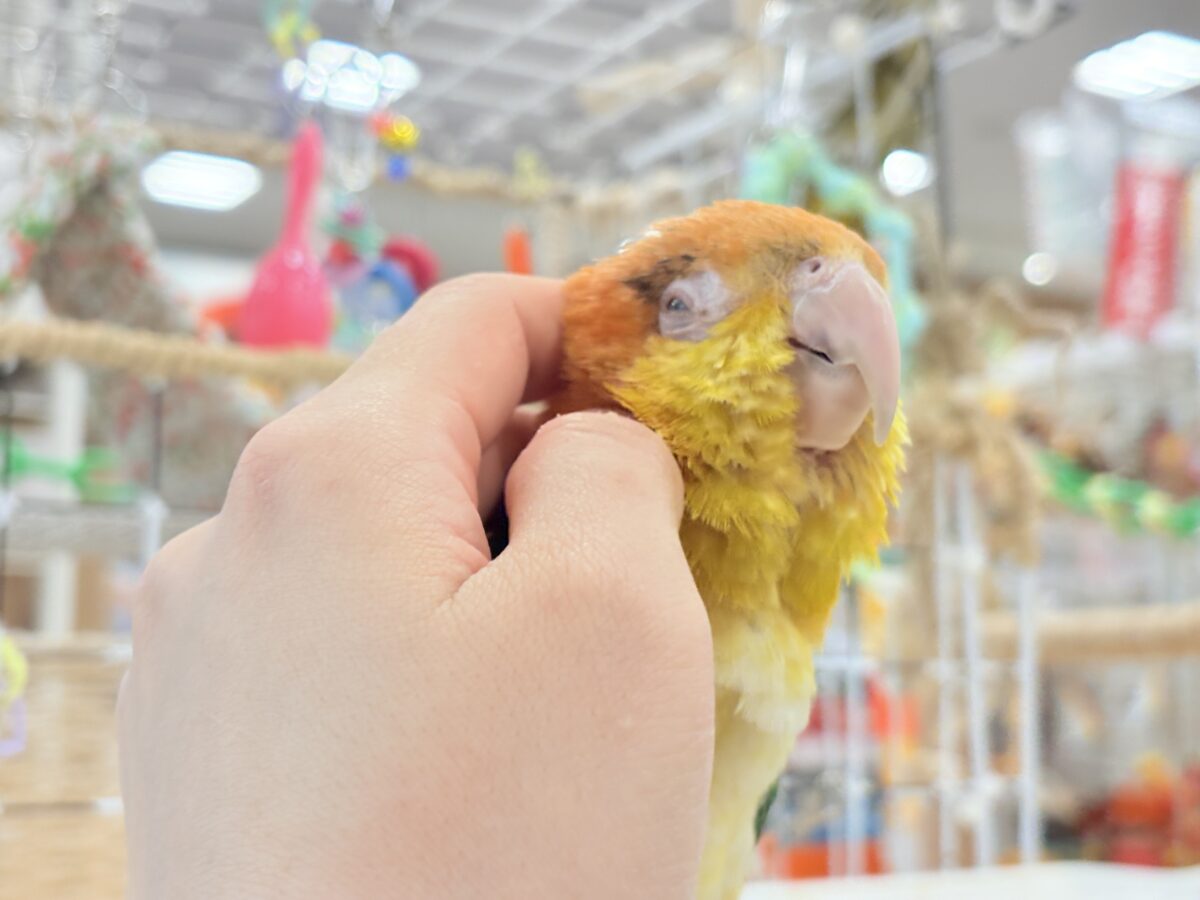 シロハラインコ