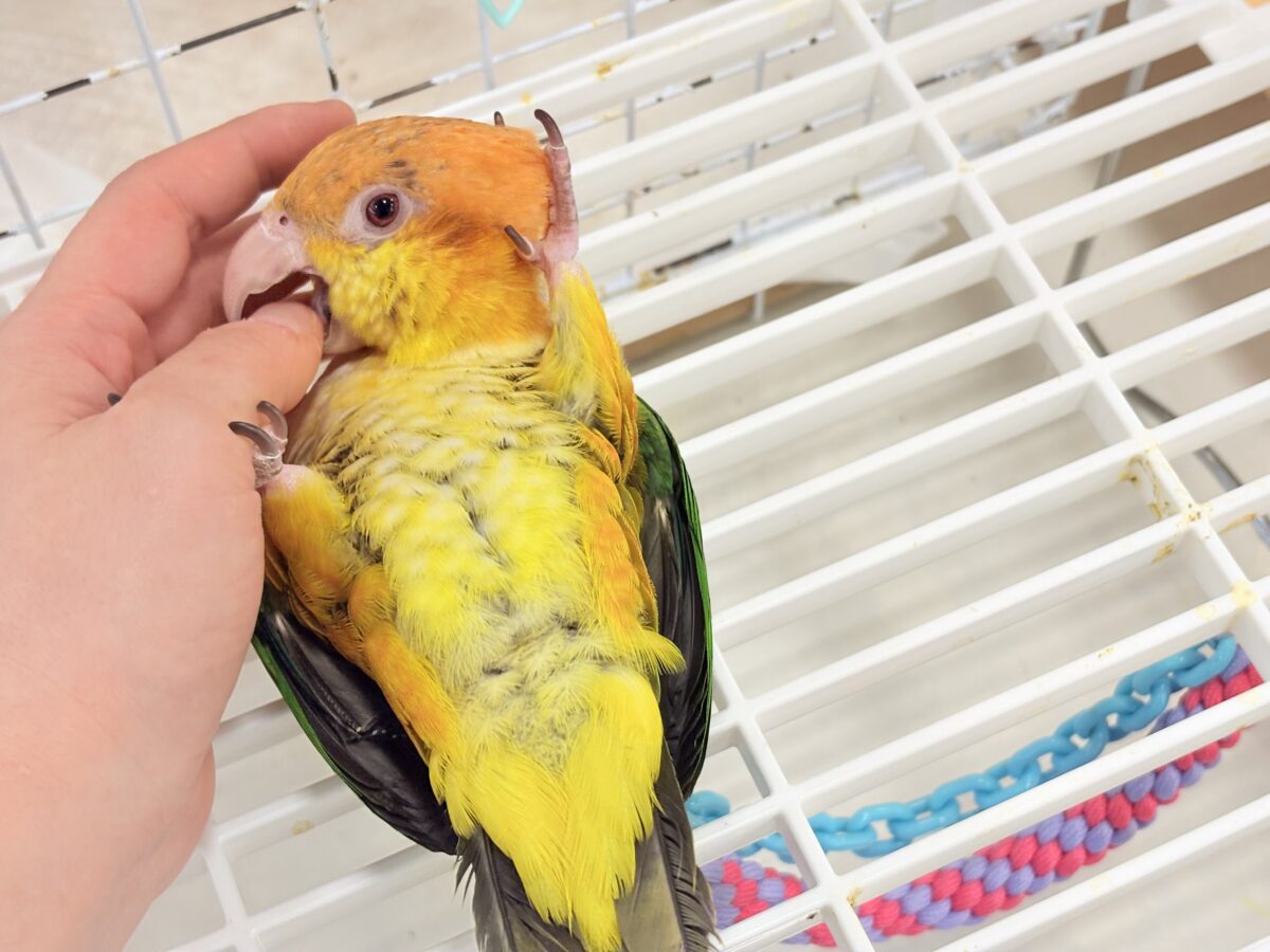 シロハラインコ