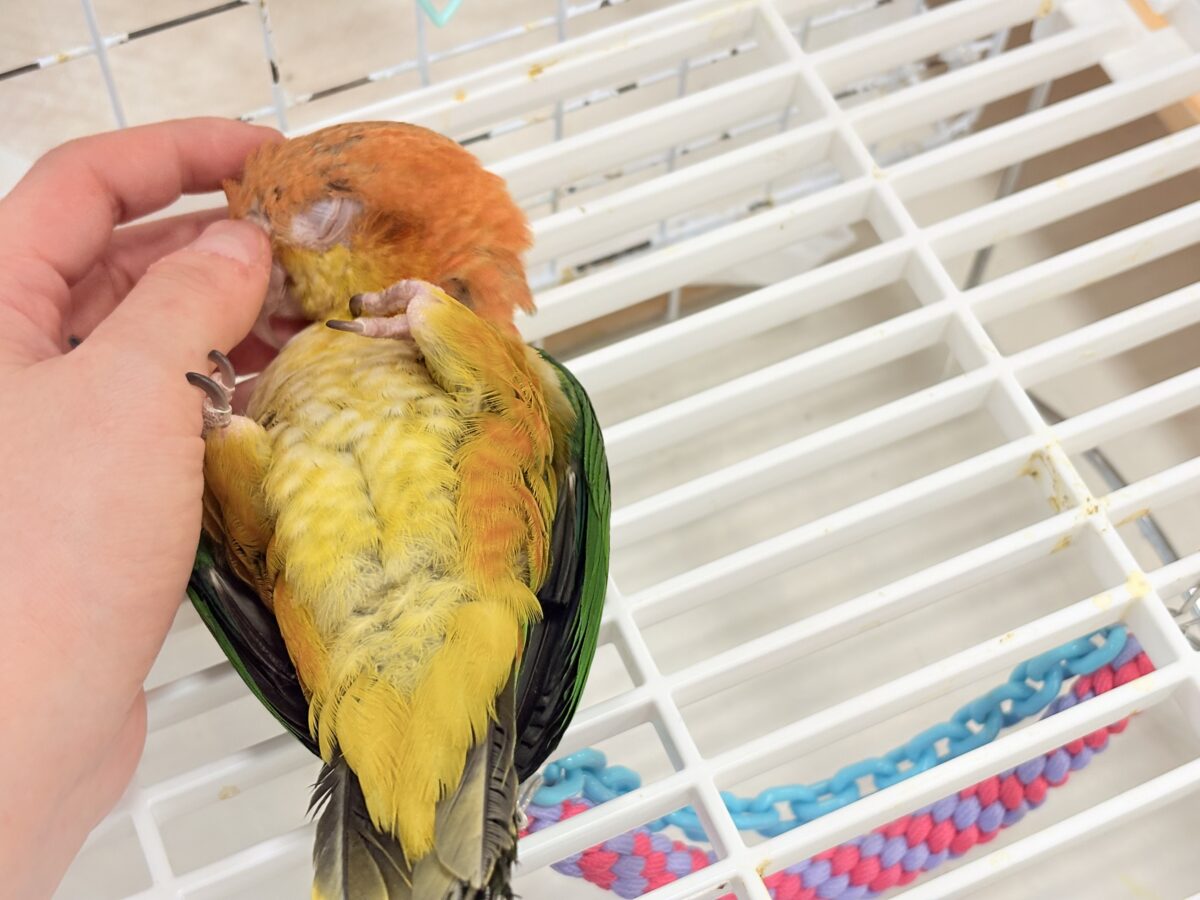 シロハラインコ