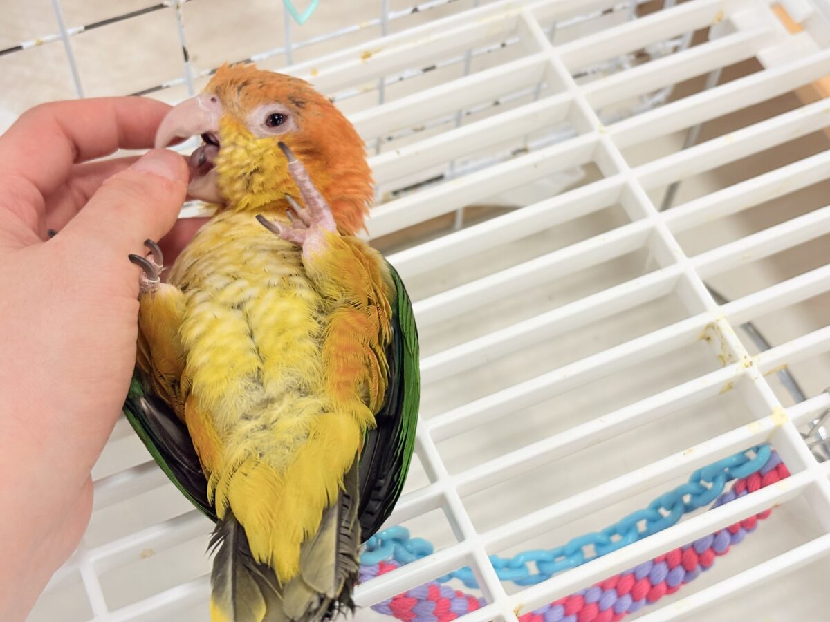 シロハラインコ