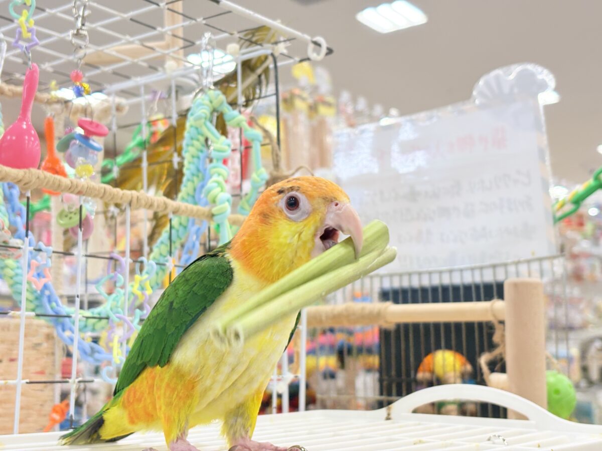 シロハラインコ