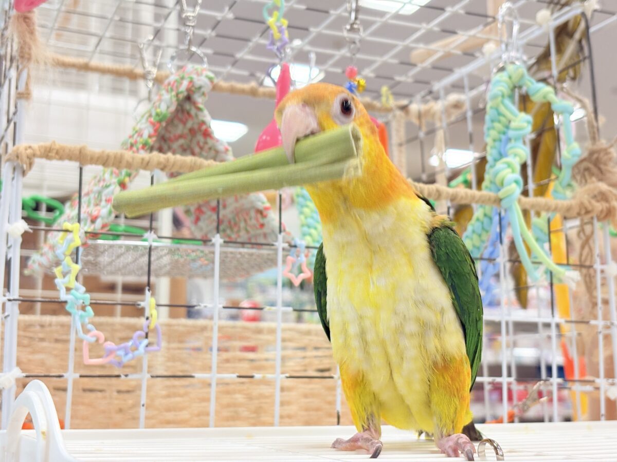 シロハラインコ
