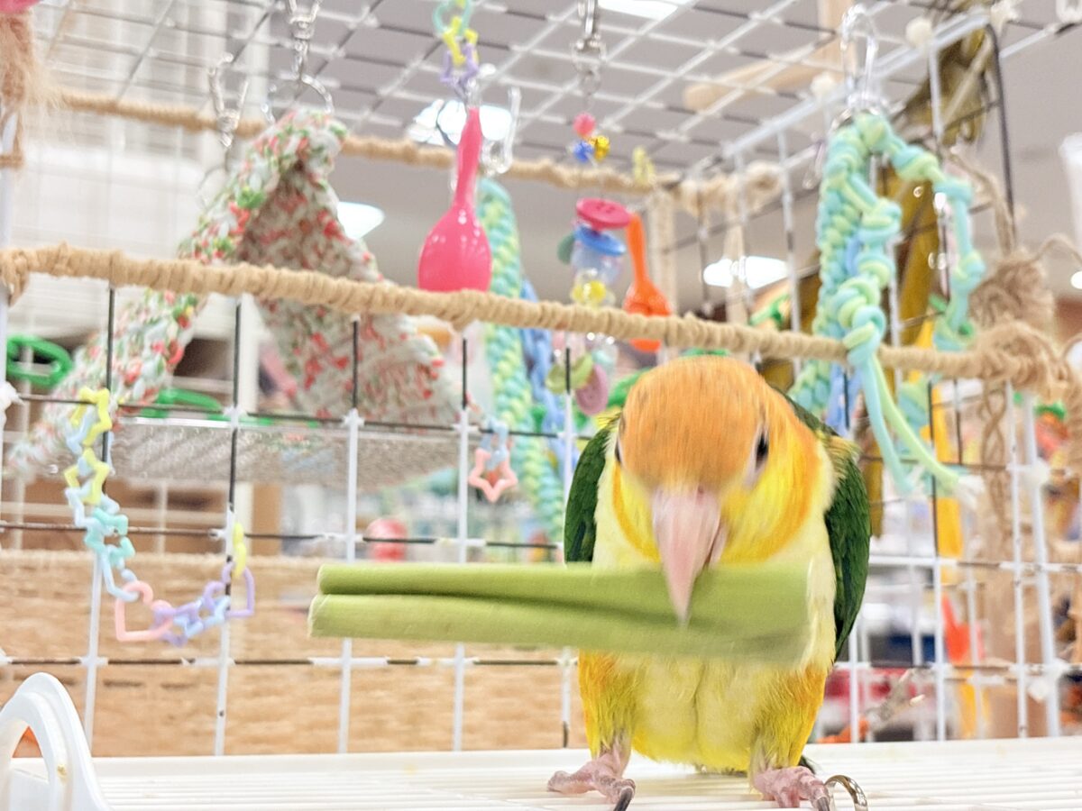 シロハラインコ