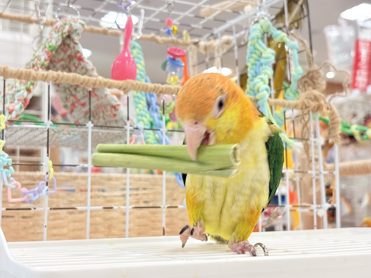 シロハラインコ