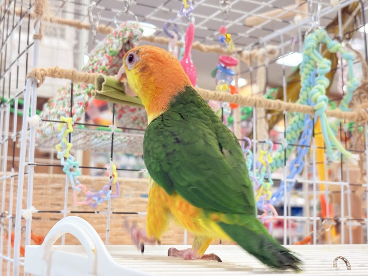 シロハラインコ