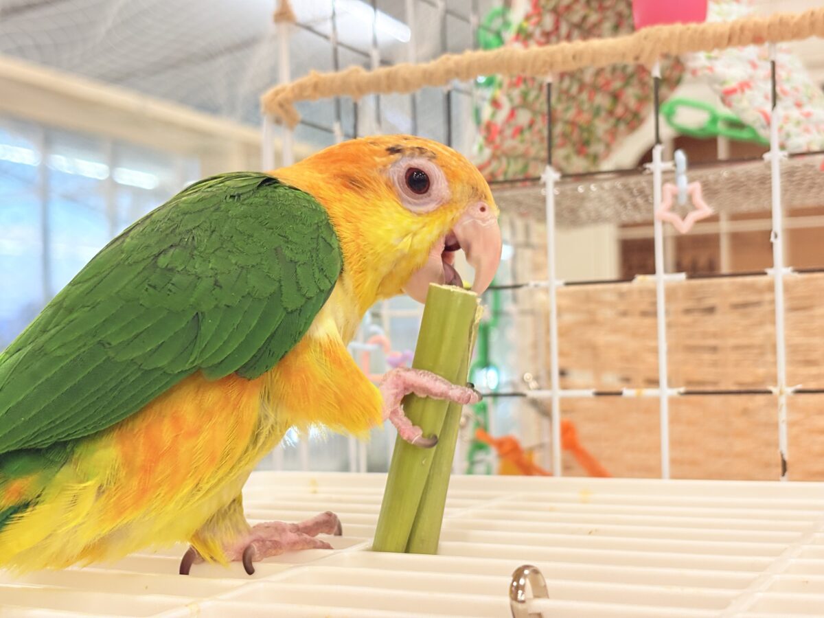 シロハラインコ