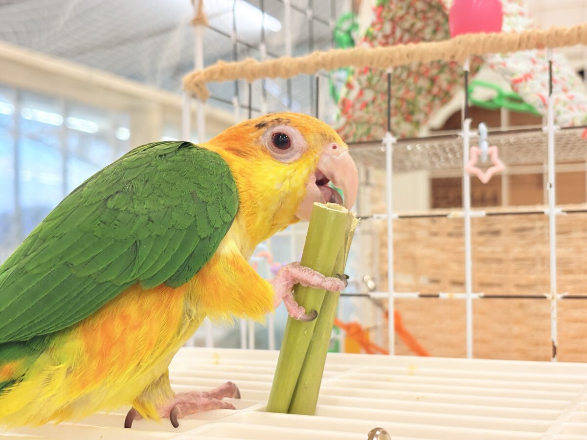 シロハラインコ