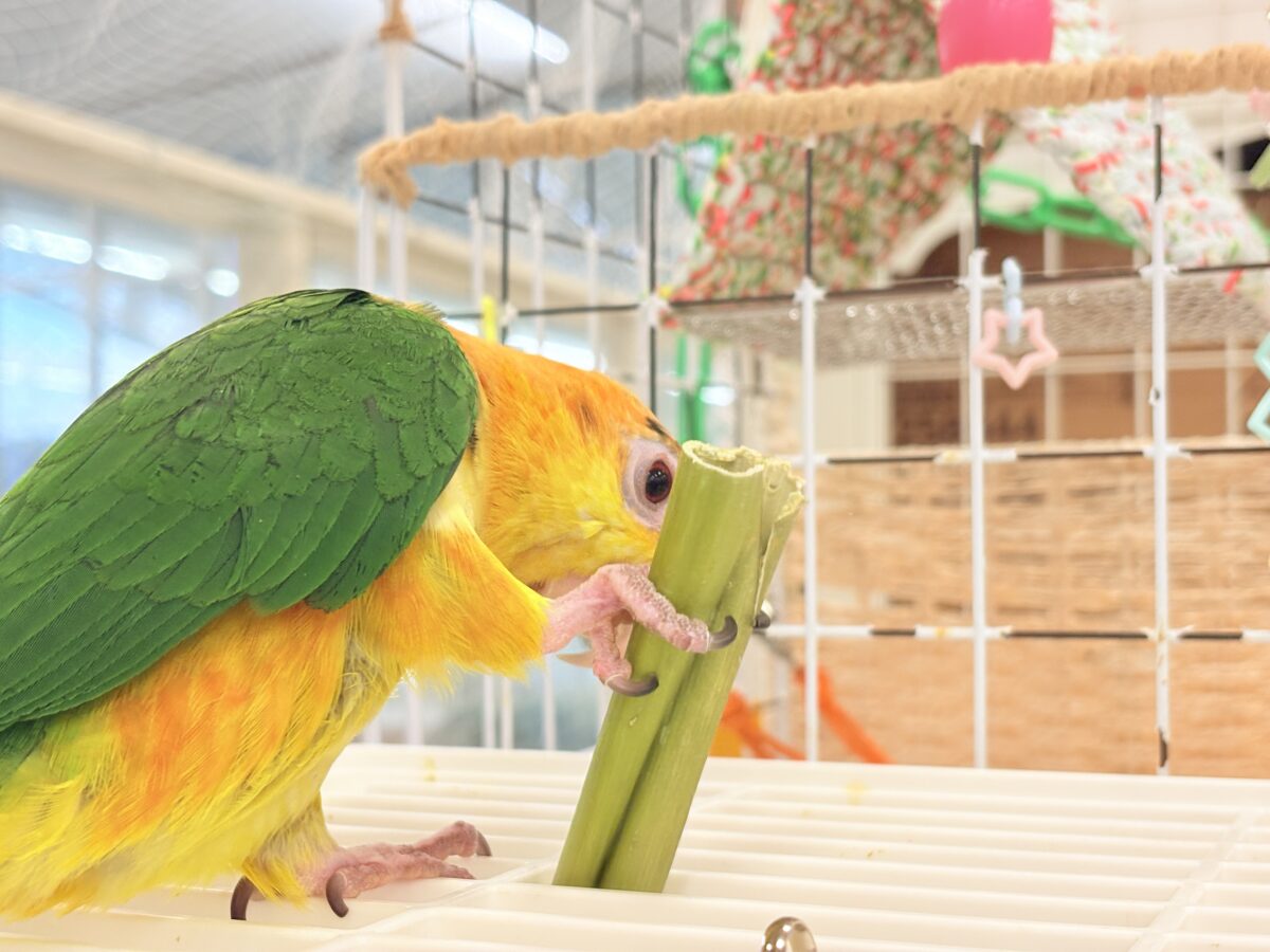 シロハラインコ