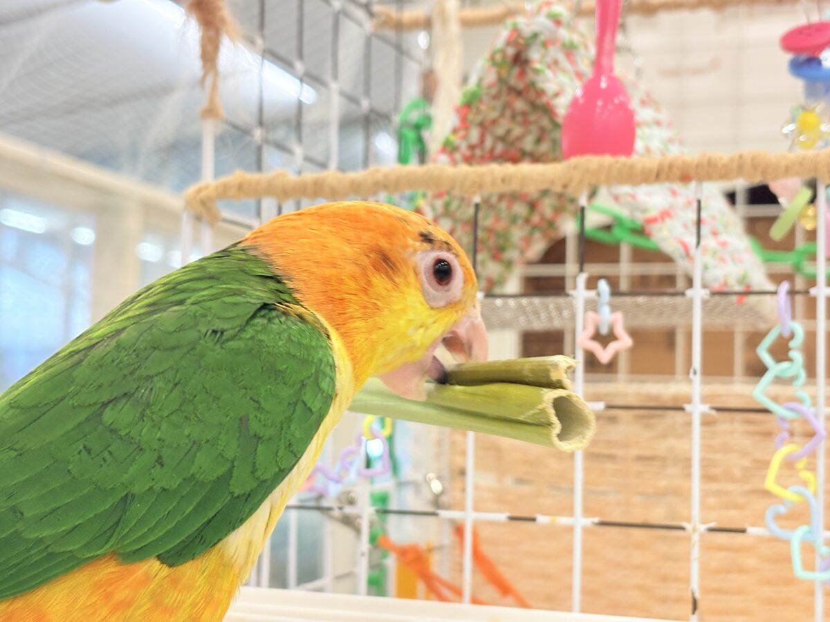 シロハラインコ