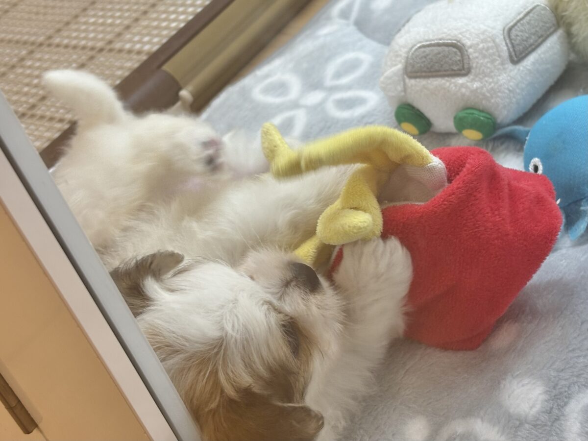 チワマル（マルチワ）