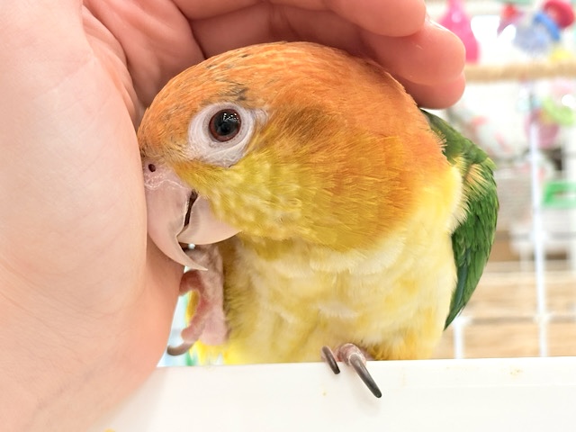 【最新画像更新🪄ひとり餌‪になりました☆】元気いっぱいやんちゃっ子🐥🍊🧡シロハラインコ(女の子) ヒナ