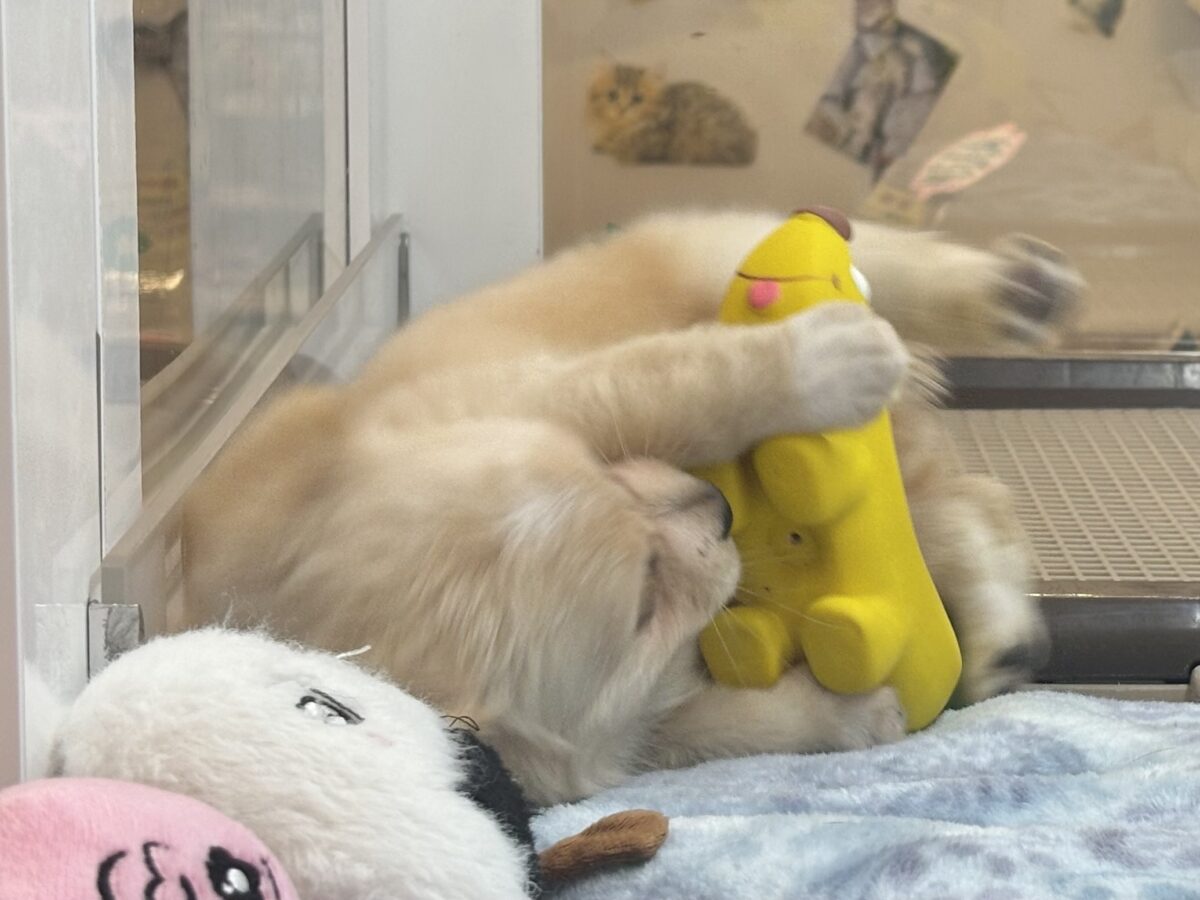 チワックス