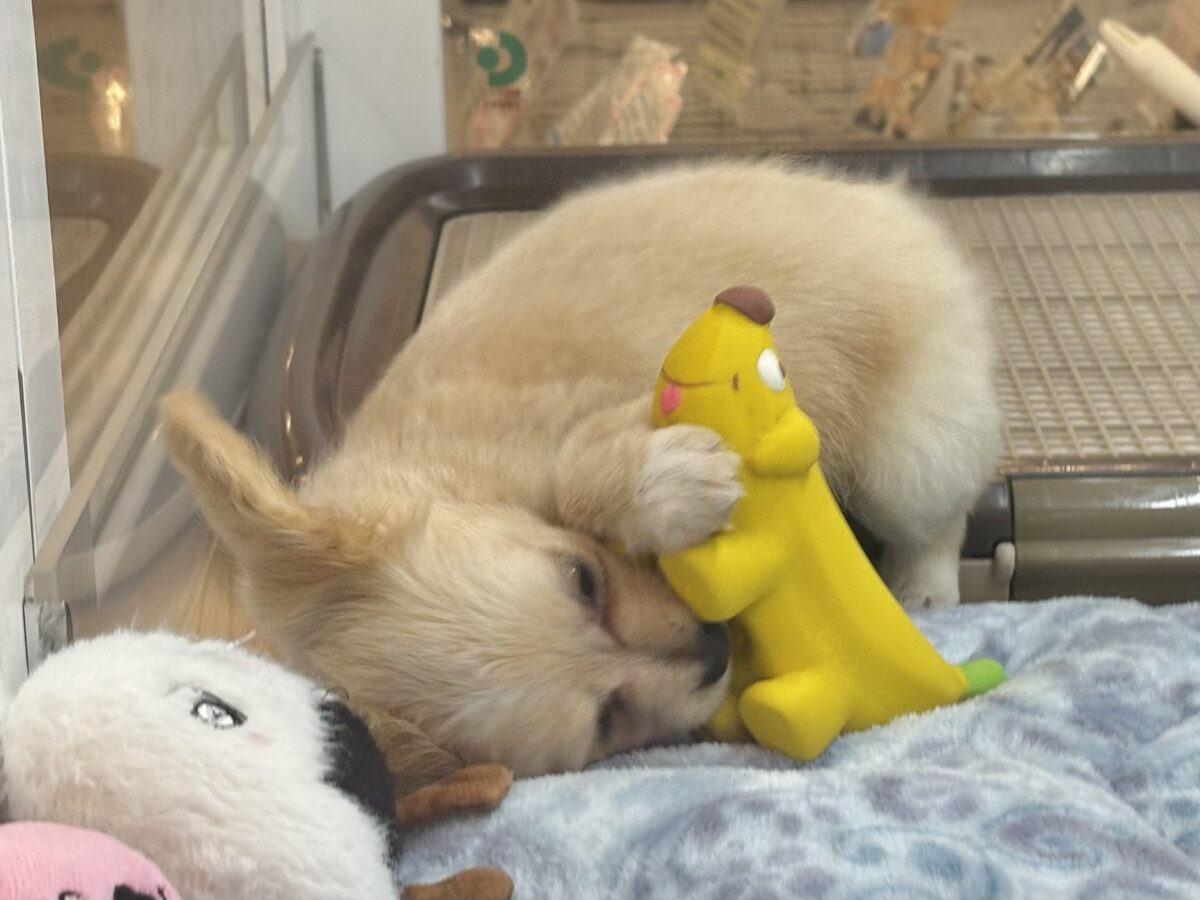 チワックス