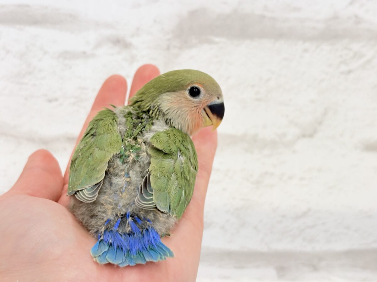 コザクラインコ（小桜インコ）