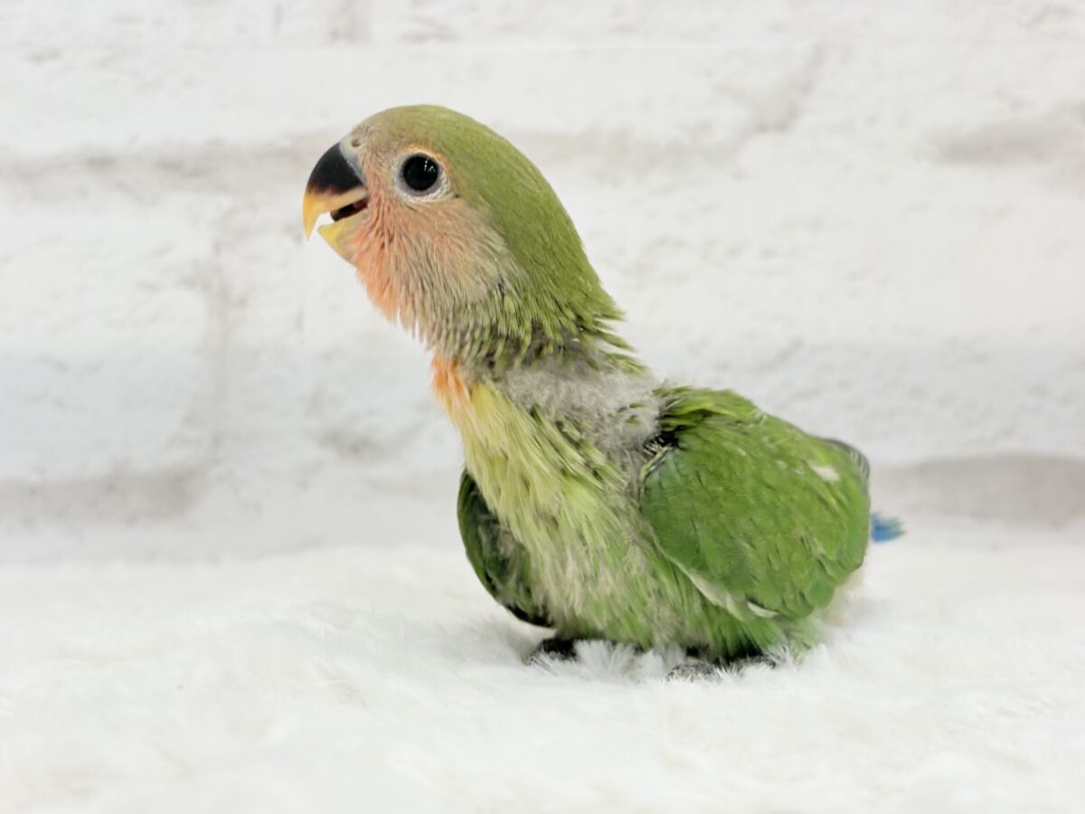 コザクラインコ（小桜インコ）