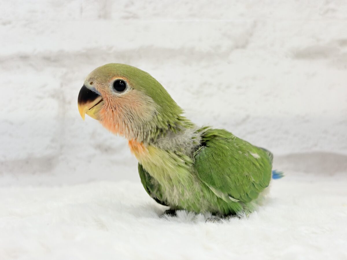 コザクラインコ（小桜インコ）