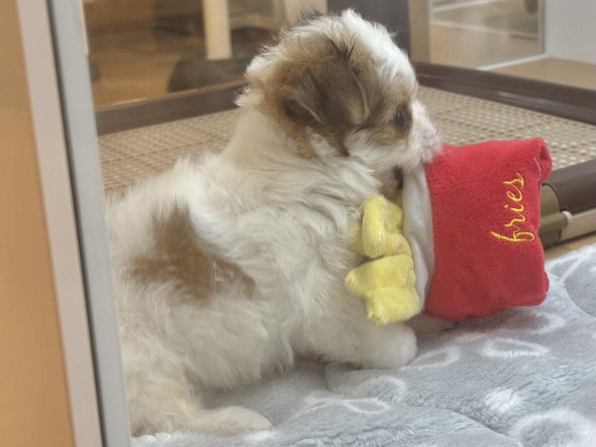 チワマル（マルチワ）