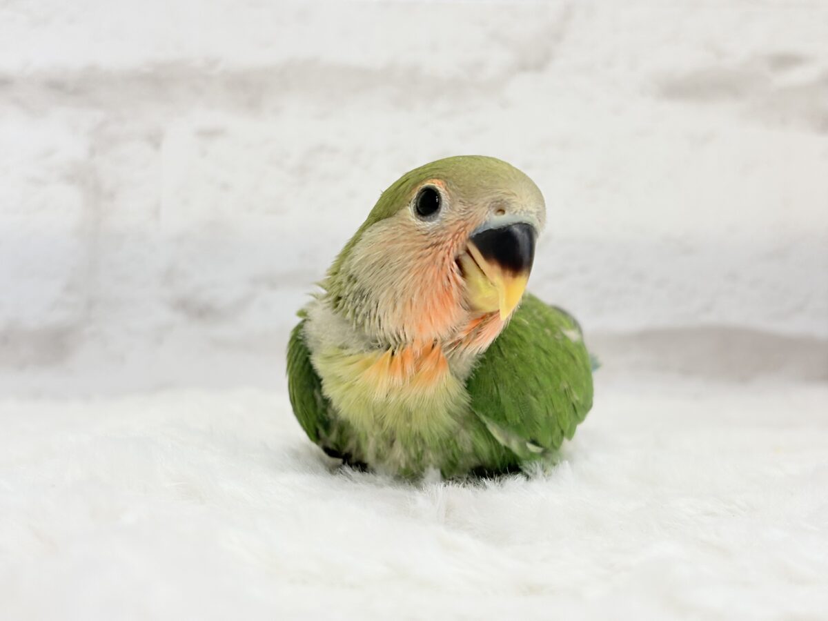 コザクラインコ（小桜インコ）