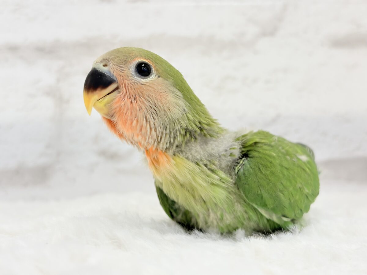 コザクラインコ（小桜インコ）