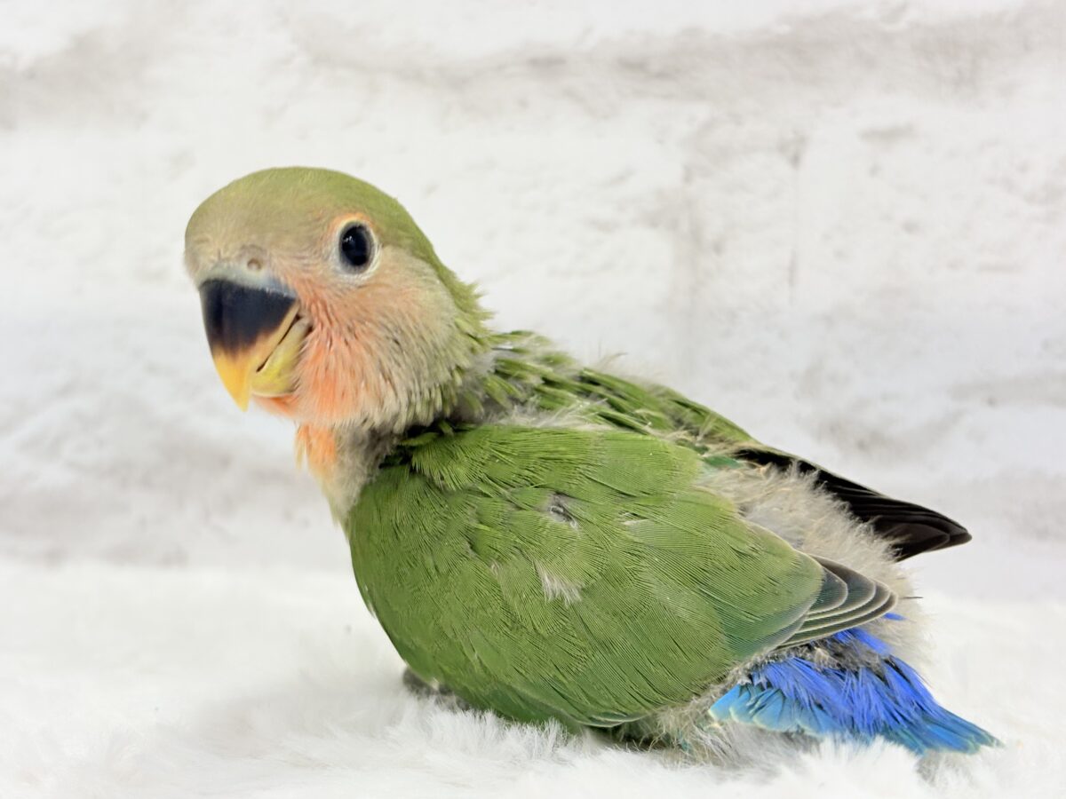 コザクラインコ（小桜インコ）