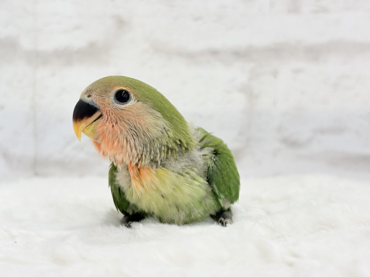 コザクラインコ（小桜インコ）