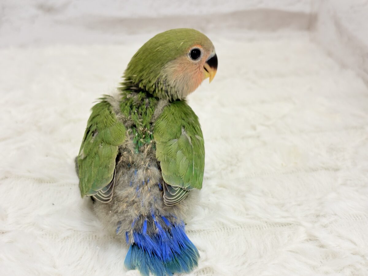 コザクラインコ（小桜インコ）