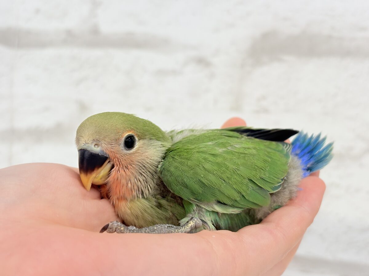 コザクラインコ（小桜インコ）