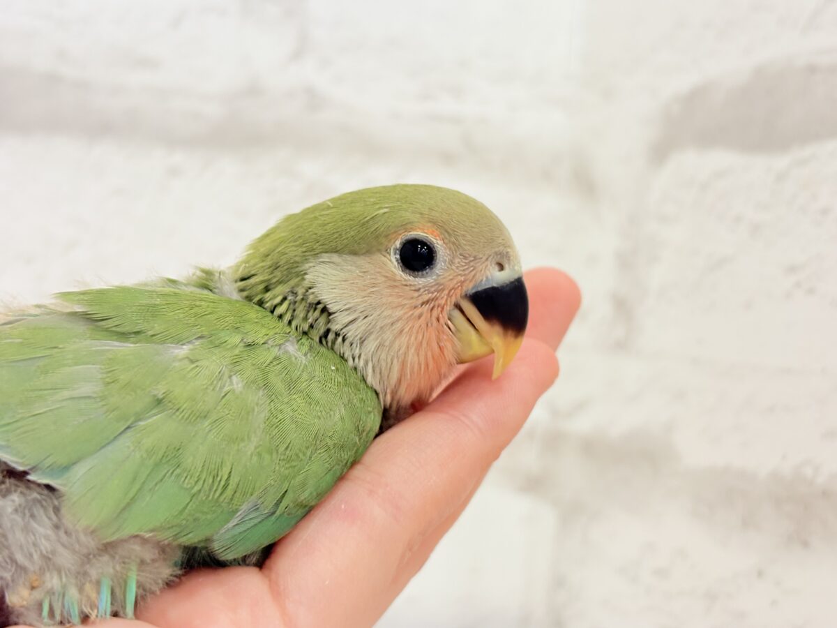 コザクラインコ（小桜インコ）
