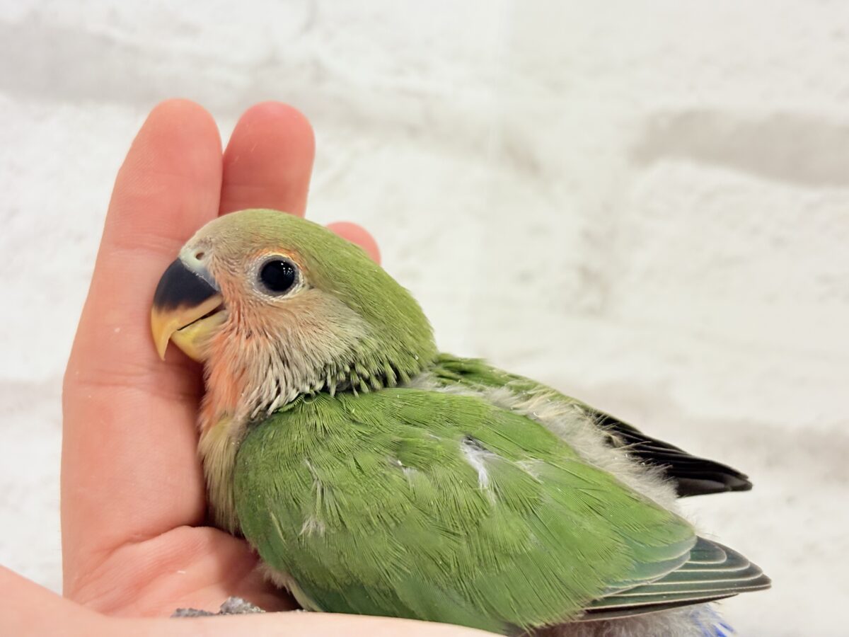 コザクラインコ（小桜インコ）