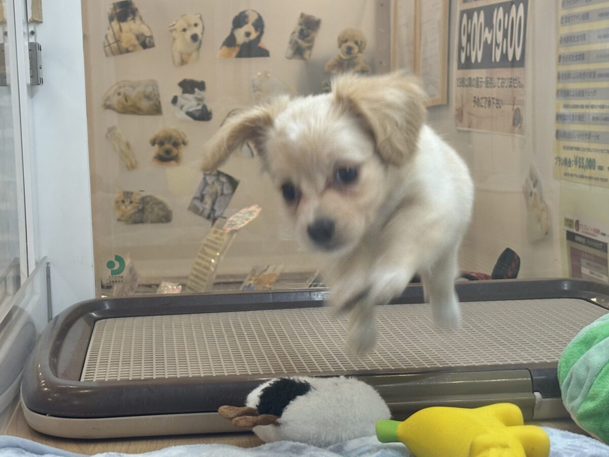 チワックス